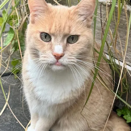 Elegant Penthouse Loft Of 250 M2 In Centre With Huge Roofgarden 80 M2 Appartamento *