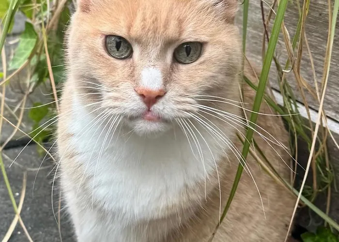 Elegant Penthouse Loft Of 250 M2 In Centre With Huge Roofgarden 80 M2 Appartamento *